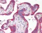 EBI3 Antibody (aa120-170)
